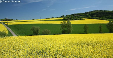 Leopoldina: Bioenergie kann keinen wichtigen Beitrag zur Energiewende leisten