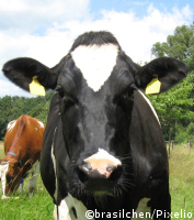 Sieht zuerst aus wie eine Kuh, ist aber ein Biogasproduzent...