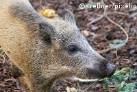 Biogas-Boom beschert Wildschweinplage