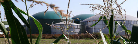 Bundesweit maximal zehn Biogastarife mit fünf Prozent Biogas verfügbar