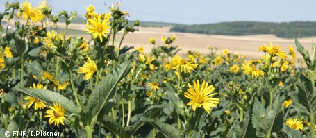 Biogasproduktion: Mais-Alternative wird in Niederbayern getestet