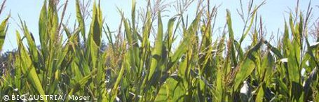 Oberste Naturschützerin will Maisproduktion deckeln