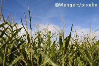 Energiepflanzen: Raps und Mais sind relativ klimaschädlich